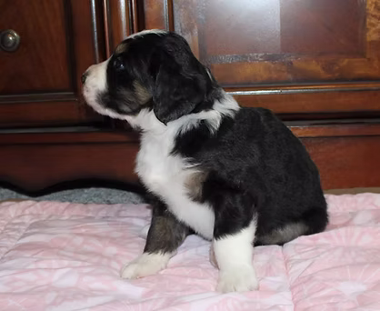 Bella 10-18-19.JPG